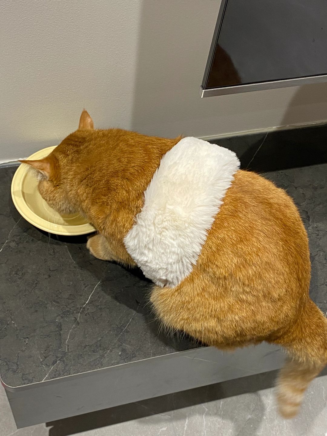 为什么我的猫爱喝水