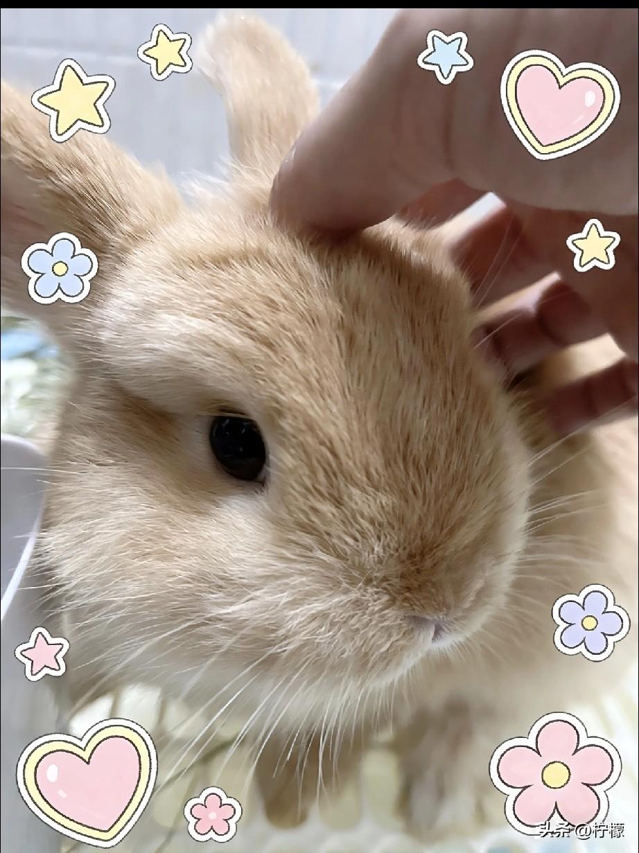 圆溜溜的眼睛，软乎乎的身子，
一撒娇就心都化了，治愈所有不开心～
 
你家萌宠是