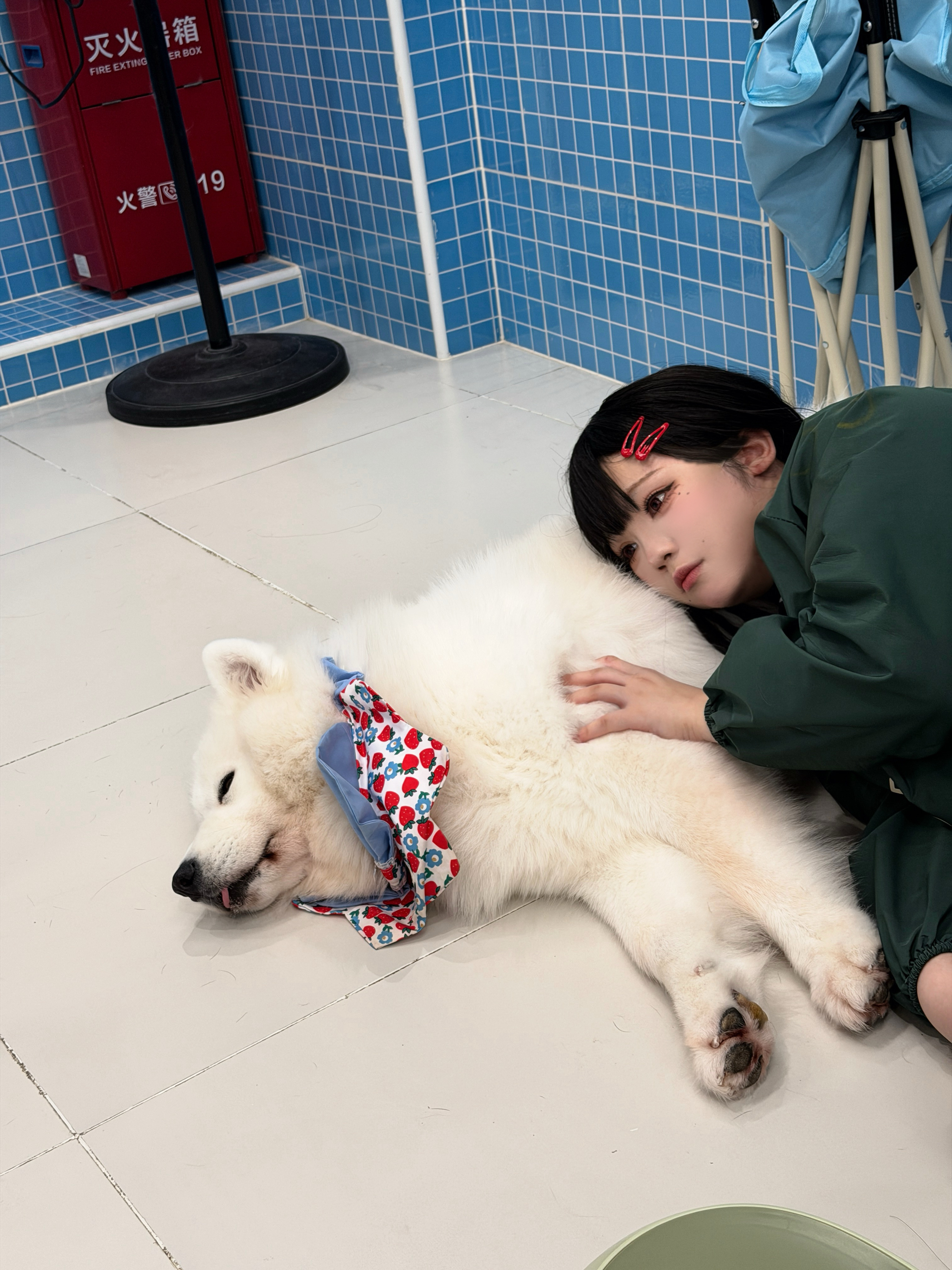 狗 