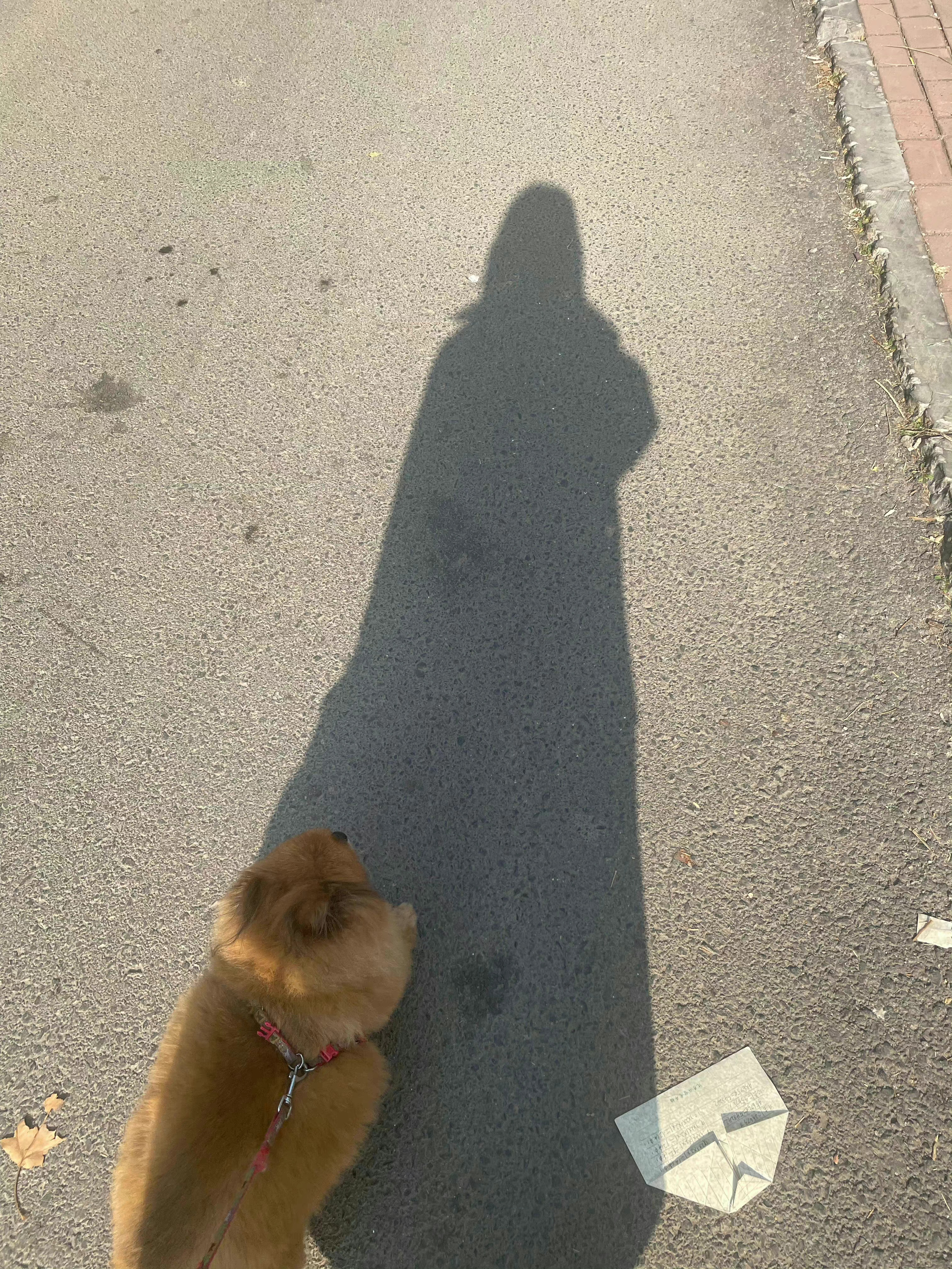 那年今日[泪奔]我在遛狗 ​​​