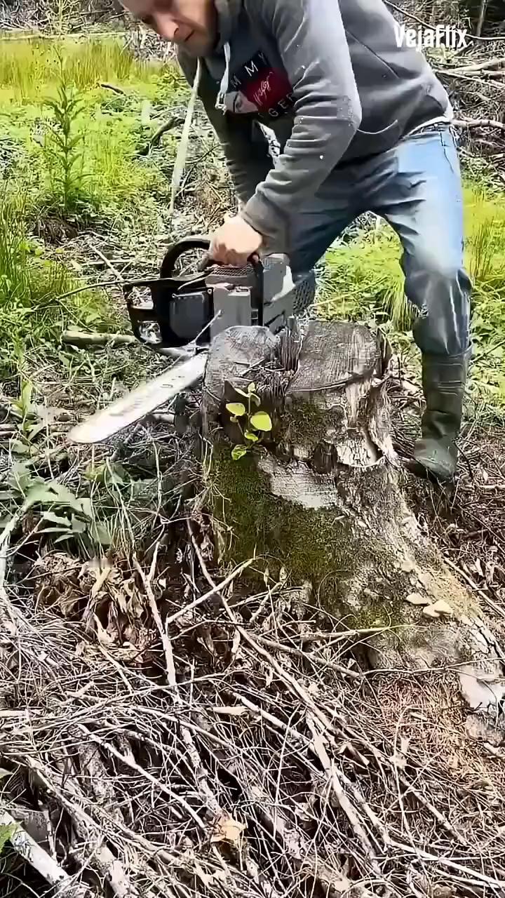 当遇到这种树桩时，很多人都会直接把它刨回去做柴烧，那样做太浪费了，看男子是如何将