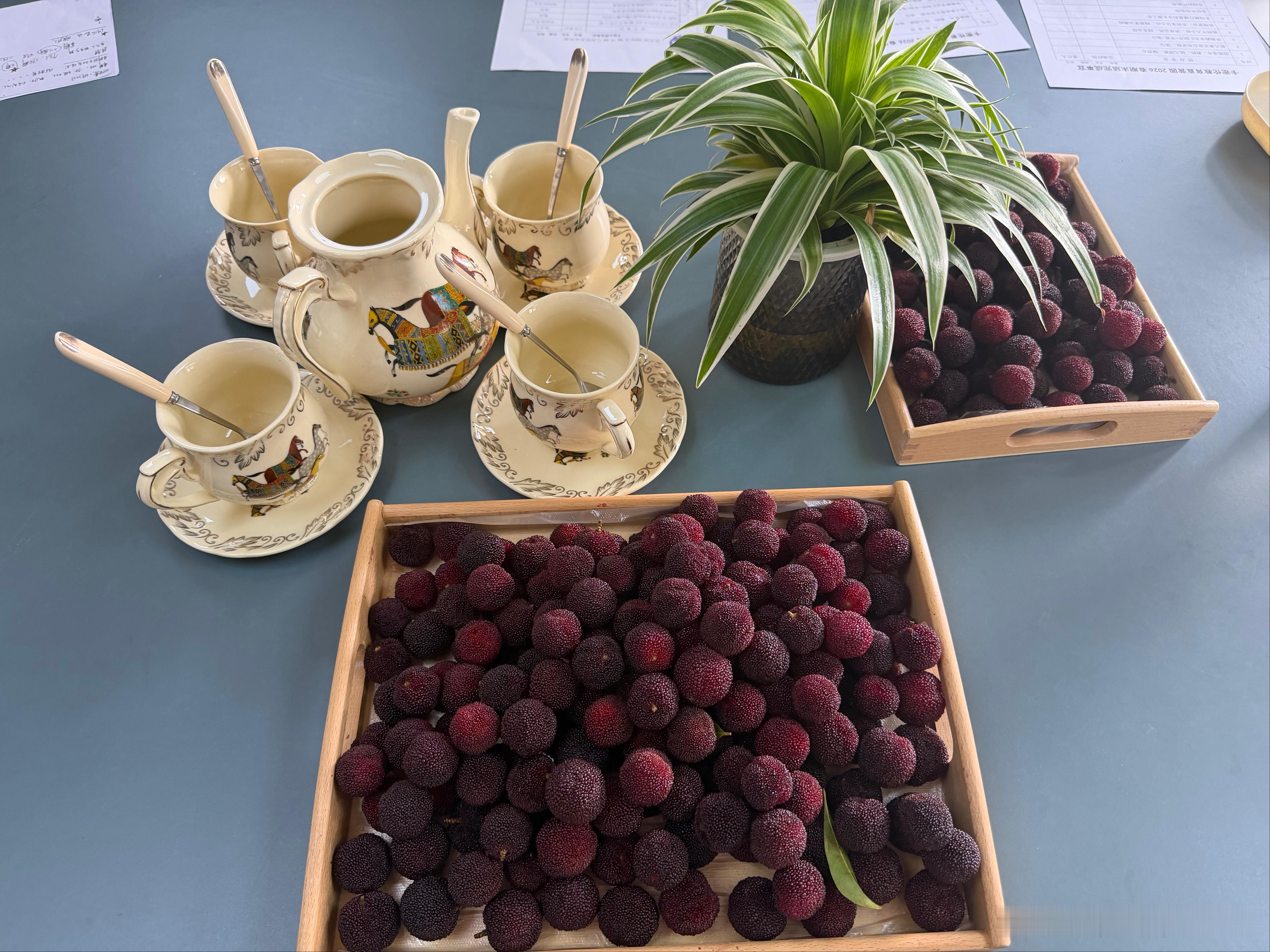 今天高管会议，我助理一大早去田野里摘了很多杨梅，吃的我牙齿发酸。 义乌·宝伊迪幼