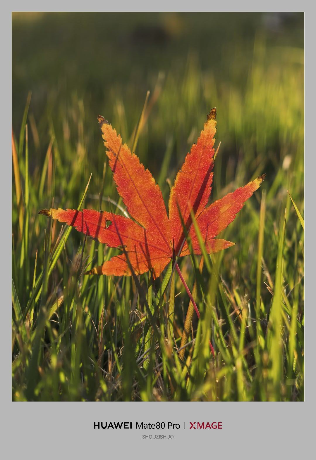 用红枫，拍红枫。这应该是枫叶吧