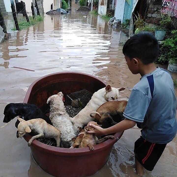 拯救洪水中的流浪狗！[心]​​​