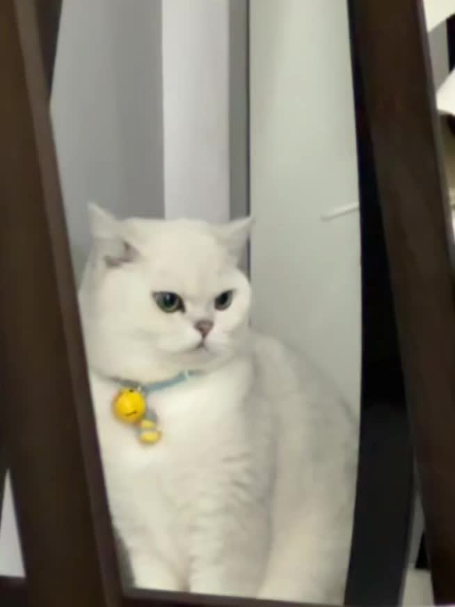 我和我的猫 猫 猫咪