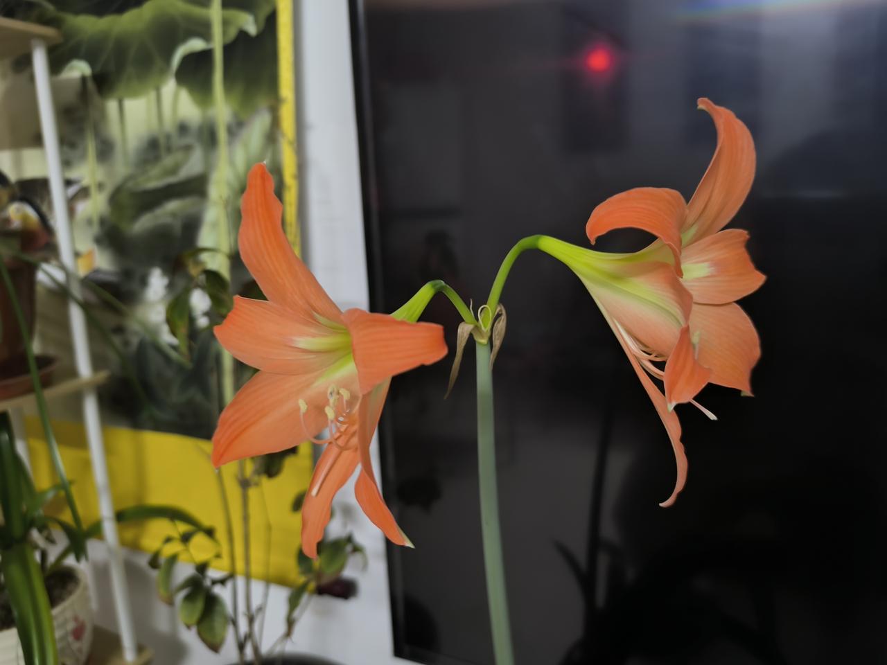 骏马启程得现金我正在参加骏马启程分50万春节活动。完成任务使骏马加速，累计里程越