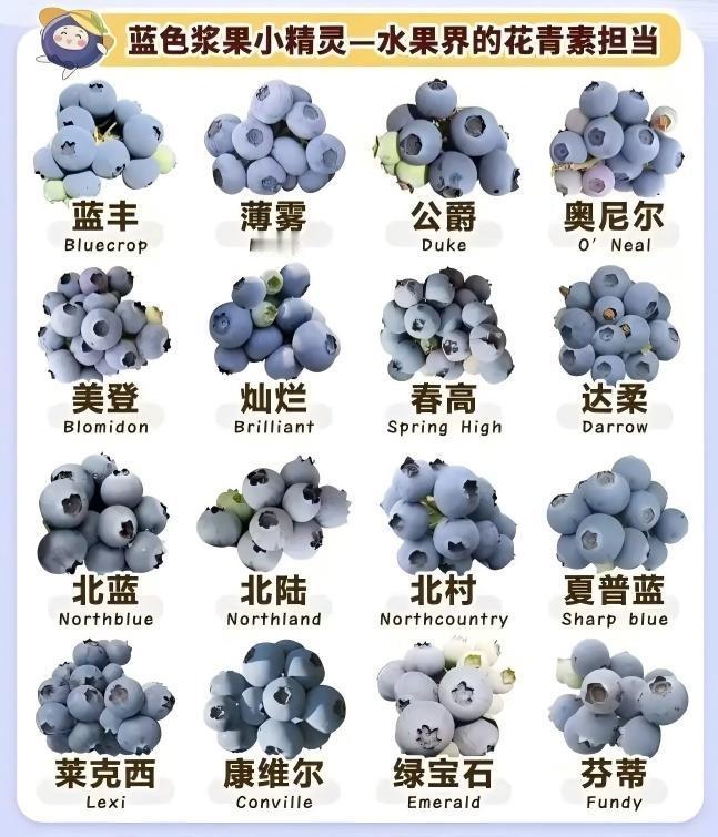 提到蓝莓，人们最先想到的，就是它那层带着淡淡白霜的深蓝色果皮，和藏在其中的满满花