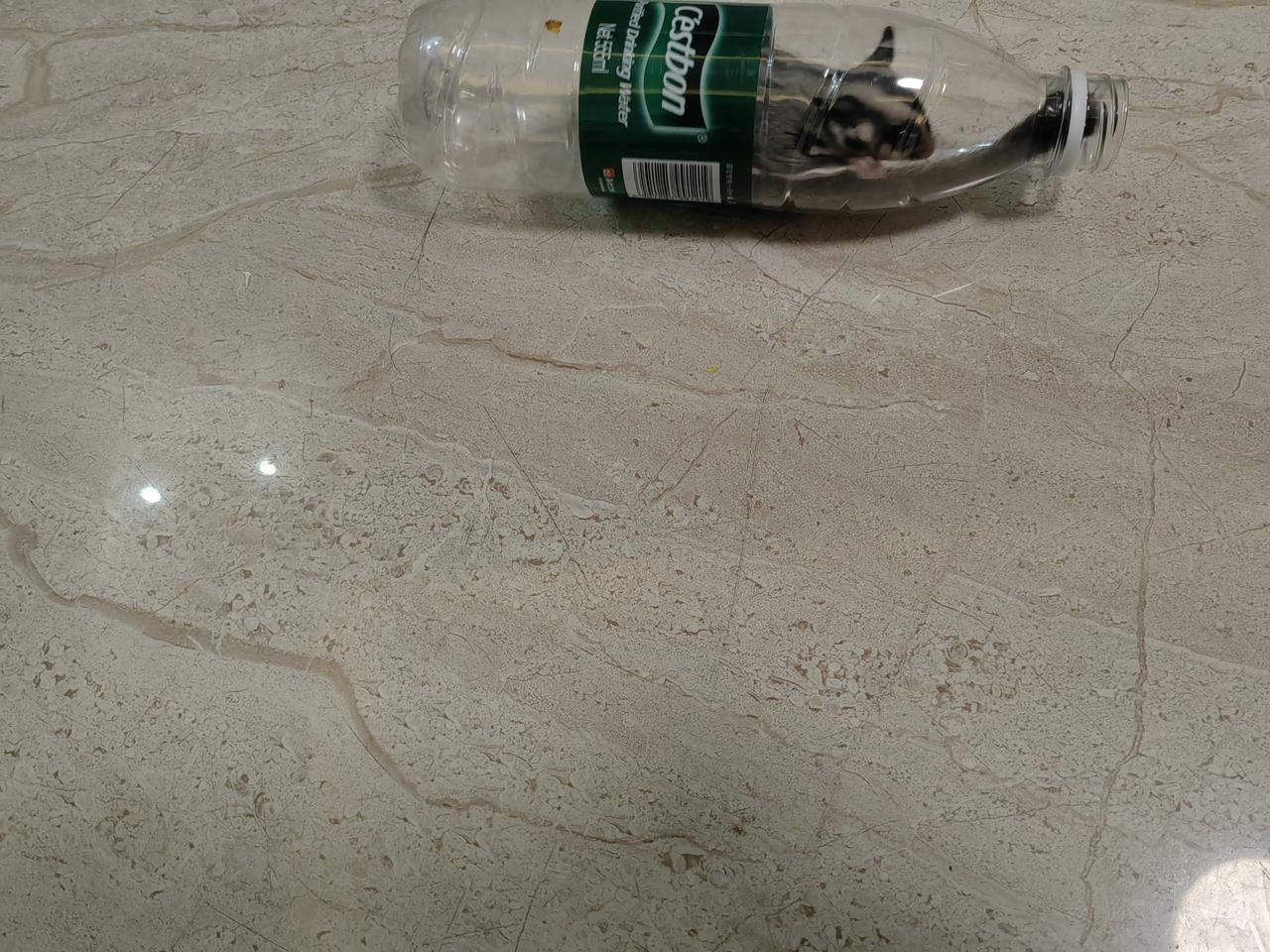 如果你仔细看，会发现它钻进瓶子里去了，然后出不来了，只能呜呜求救。这动物超级喜欢