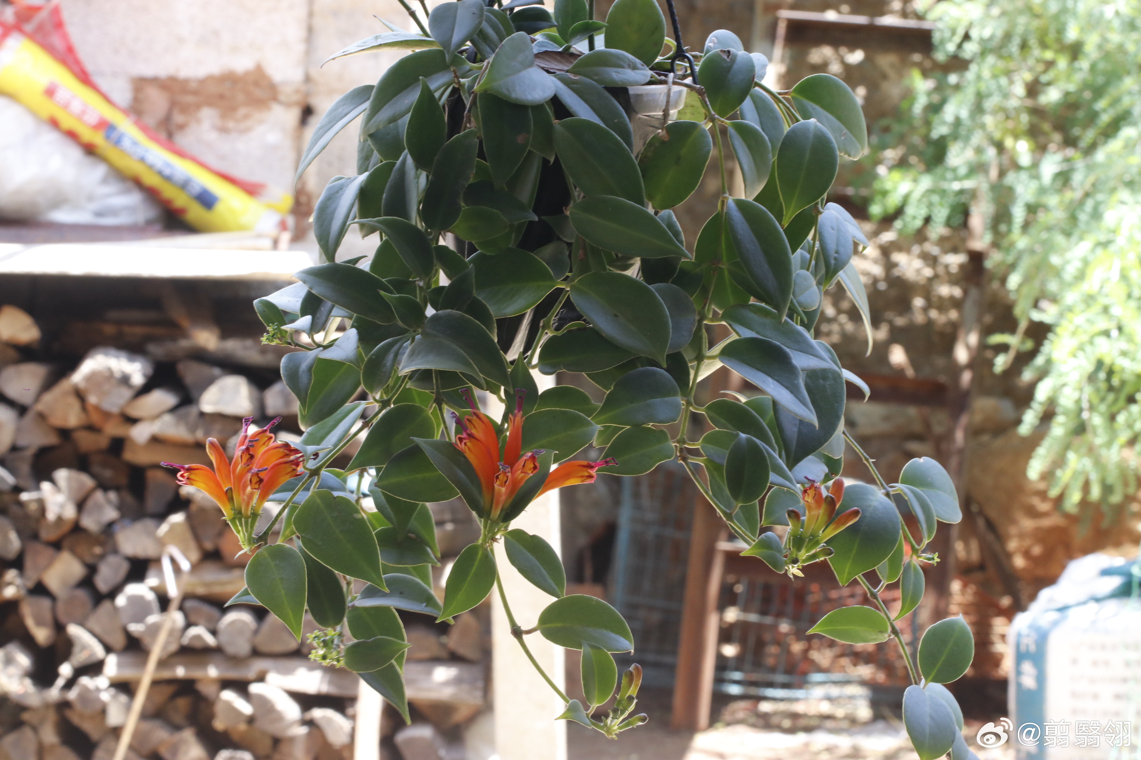 Aeschynanthus pachytrichus 粗毛芒毛苣苔4月1号出去的