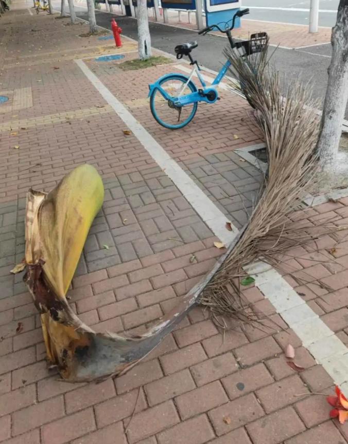 人要是倒霉起来，当真事事都不顺！珠海的谭大姐万万没料到，傍晚闲来在家楼下遛弯，竟