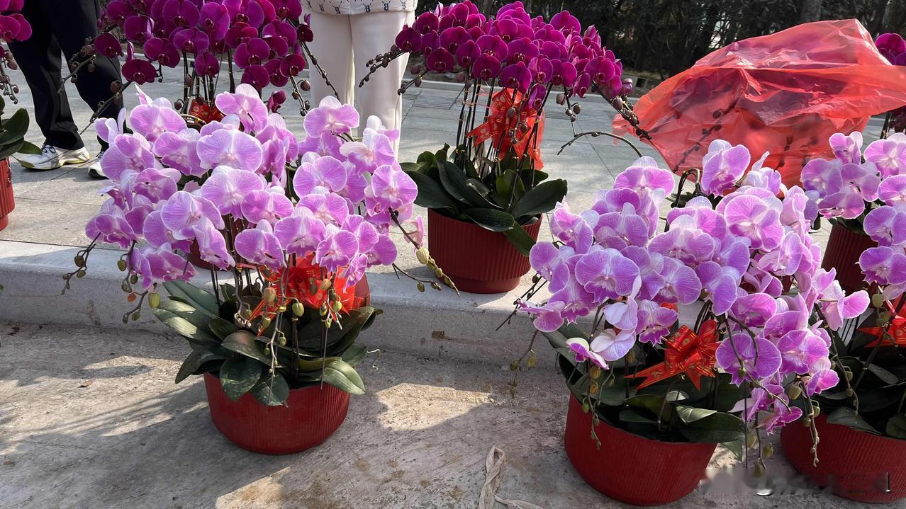 青岛崂山区枯桃花卉市场，每年春节前夕都会来这里，挑选喜欢的花卉，增加过年的气氛和