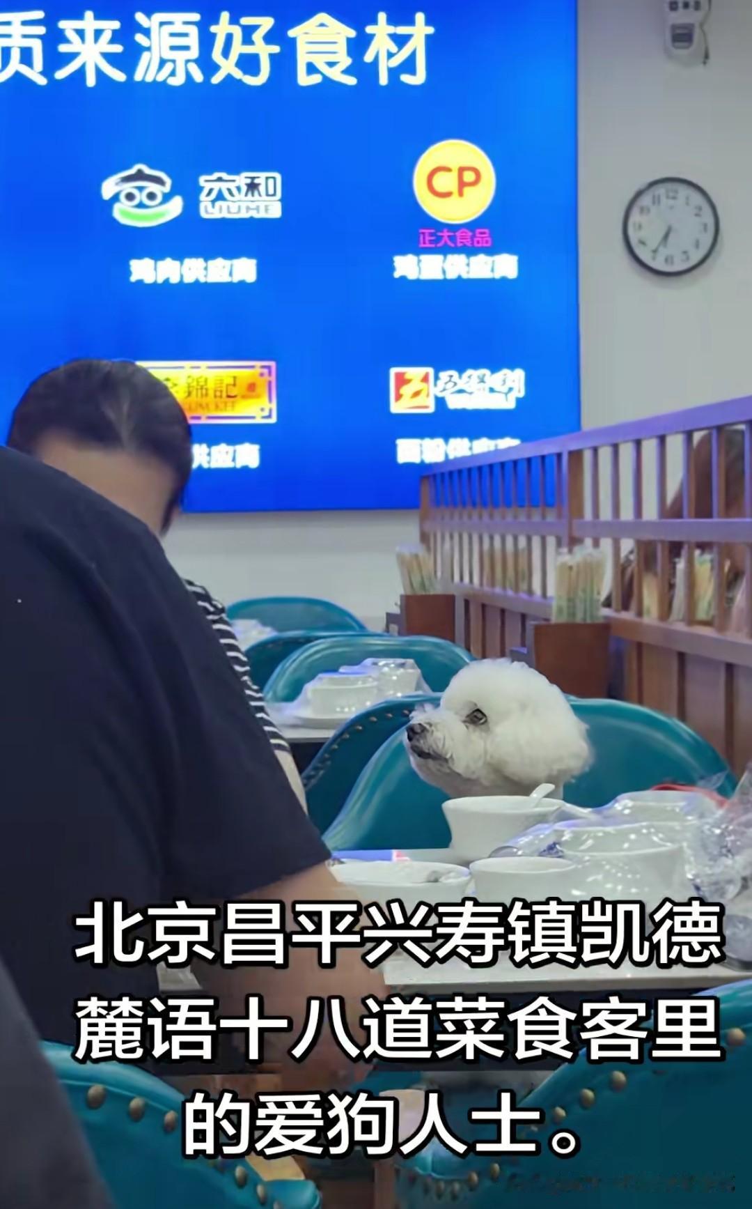 狗上桌，这次轮到北京的凯德麓语餐厅了。依然还是狗主人把狗带到餐厅上桌，店主也没制