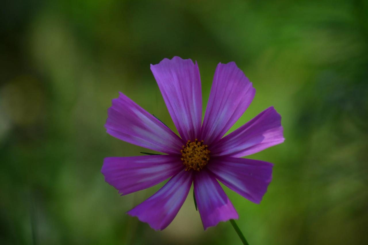 粉色野花