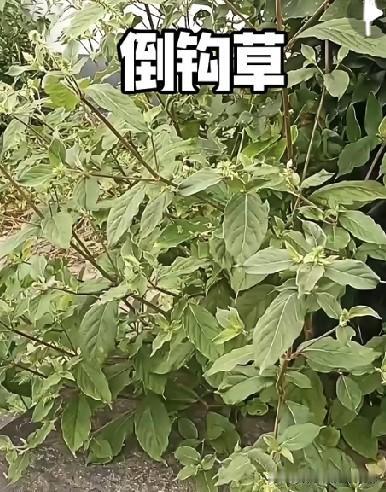 乡下路边常见的倒钩草，你认识吗？也叫土牛膝，是民间常用的草药。它的种子带倒刺，路