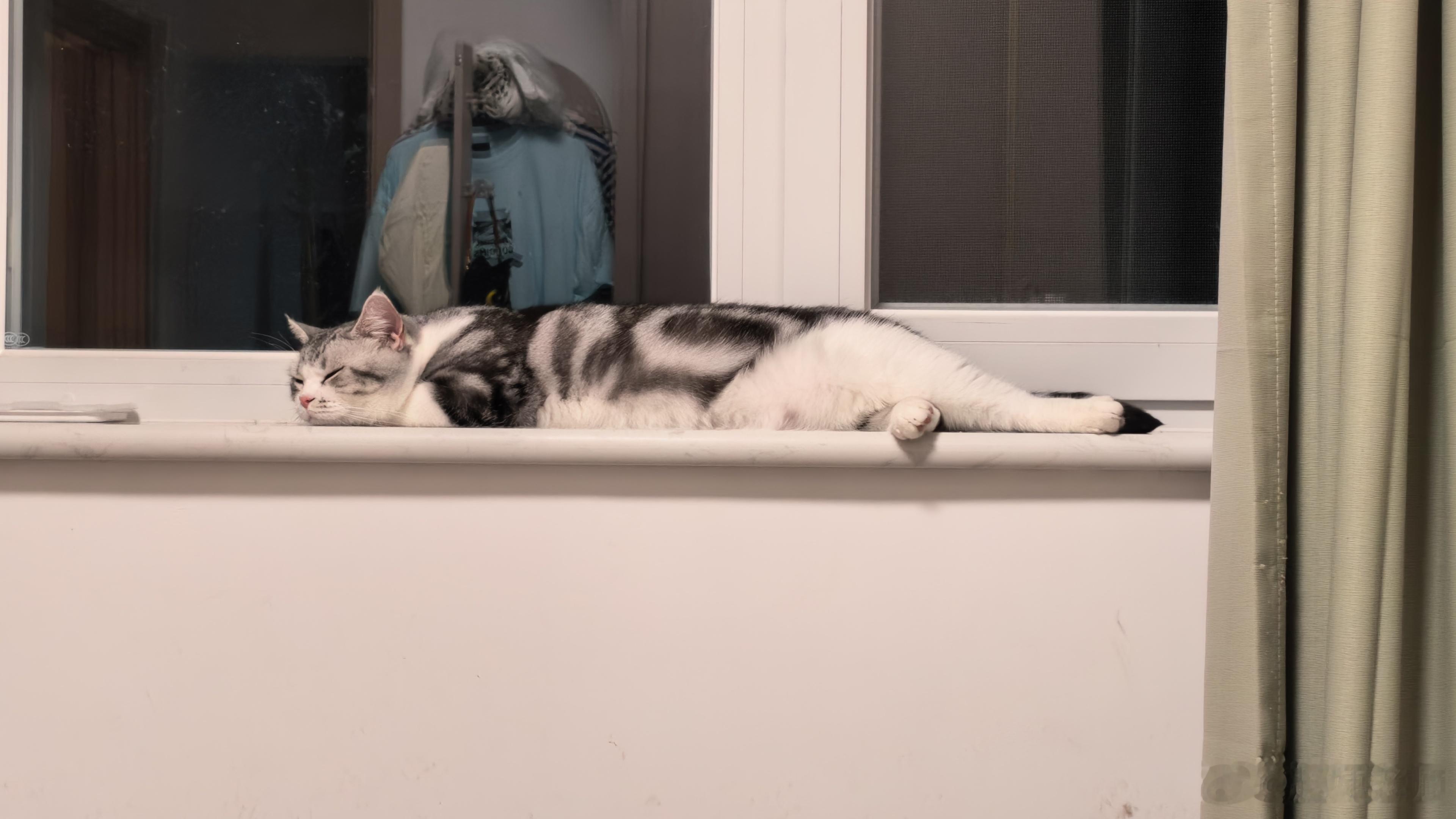 当你半夜加班，但是一抬头发现你的猫睡成了一只猫条。这怎么不算一种幸福呢？ 