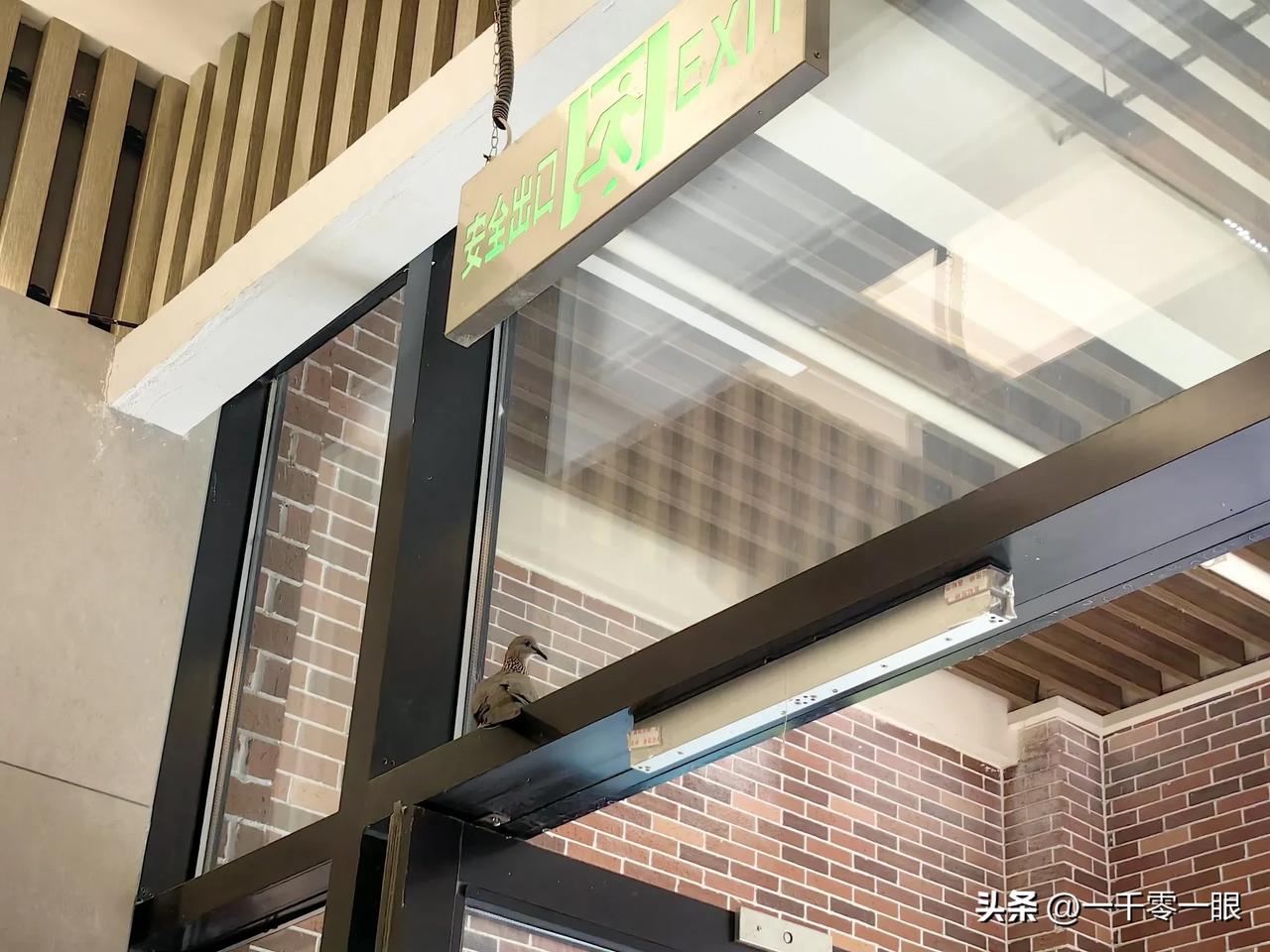 这是斑鸠还是啥？
下午出门，竟然在小区楼道口，发现一只鸟儿在扑腾，始终站在门楣处