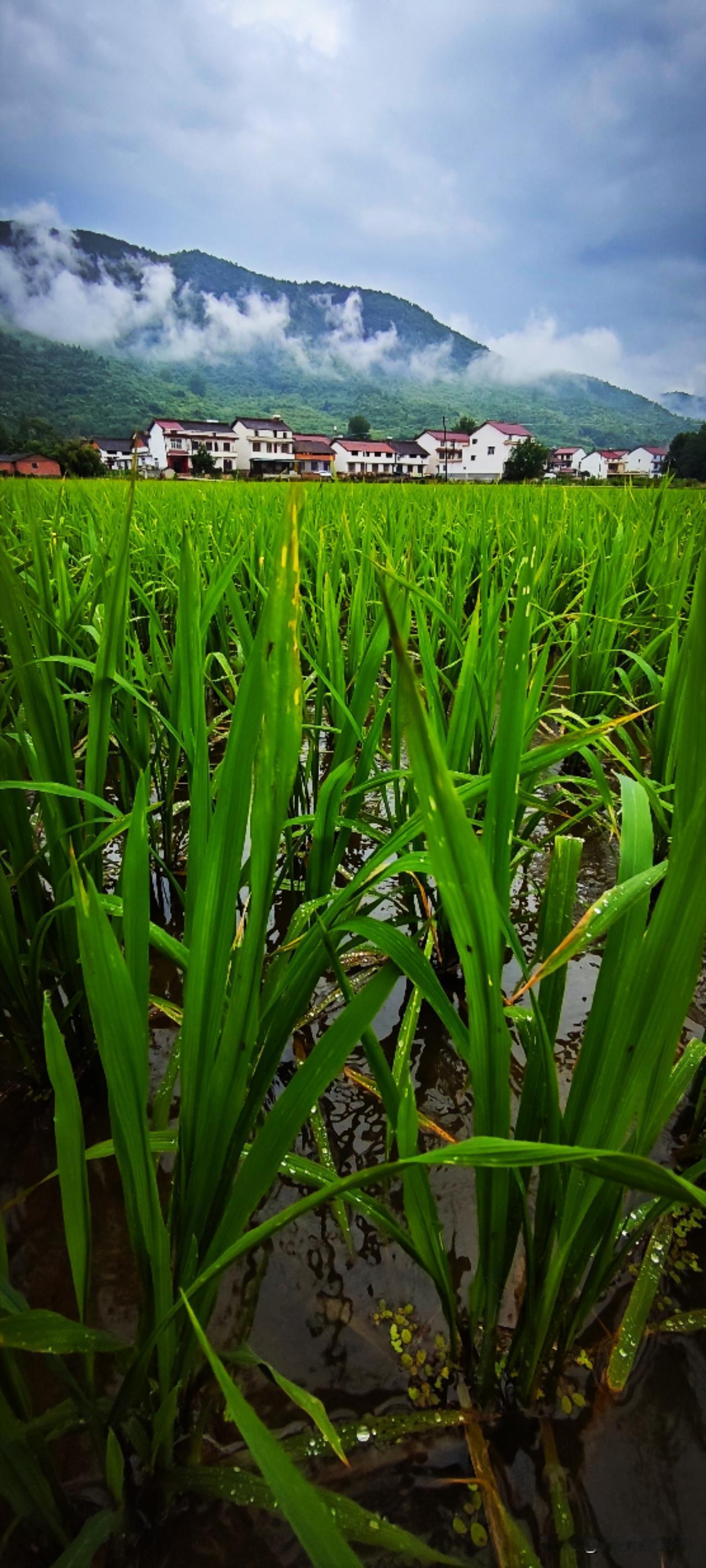 立于马路边，目光越过稻田远眺山腰的云层，目光跟着绿意蔓延…淅沥小雨会把绿意铺满田