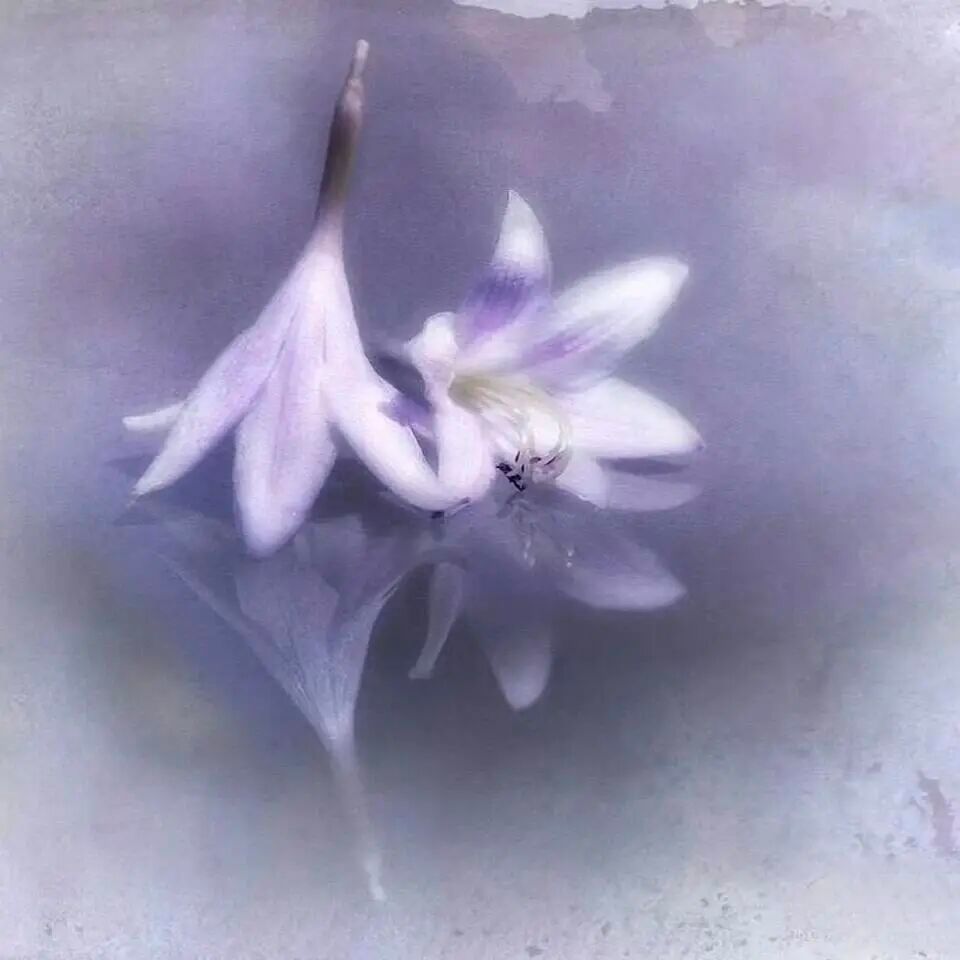 紫调序章 · 𝐿𝒶𝓋𝑒𝓃𝒹𝑒𝓇 𝒮𝑜𝓃𝑔 