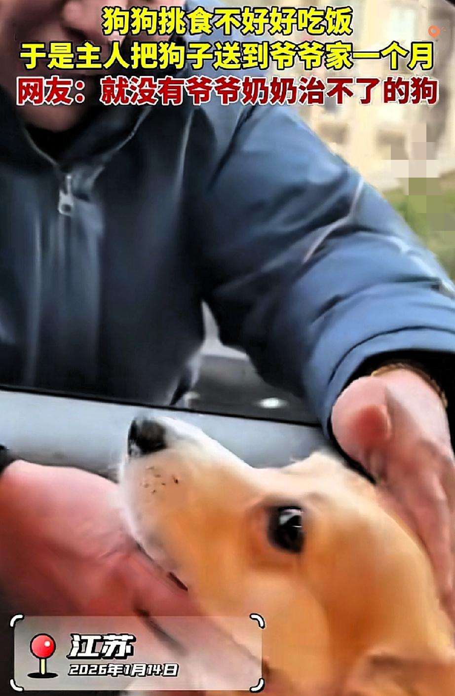我跟你说，别再费劲给狗买各种天价挑食粮了，治挑食的终极答案，可能就是把它送回爷爷