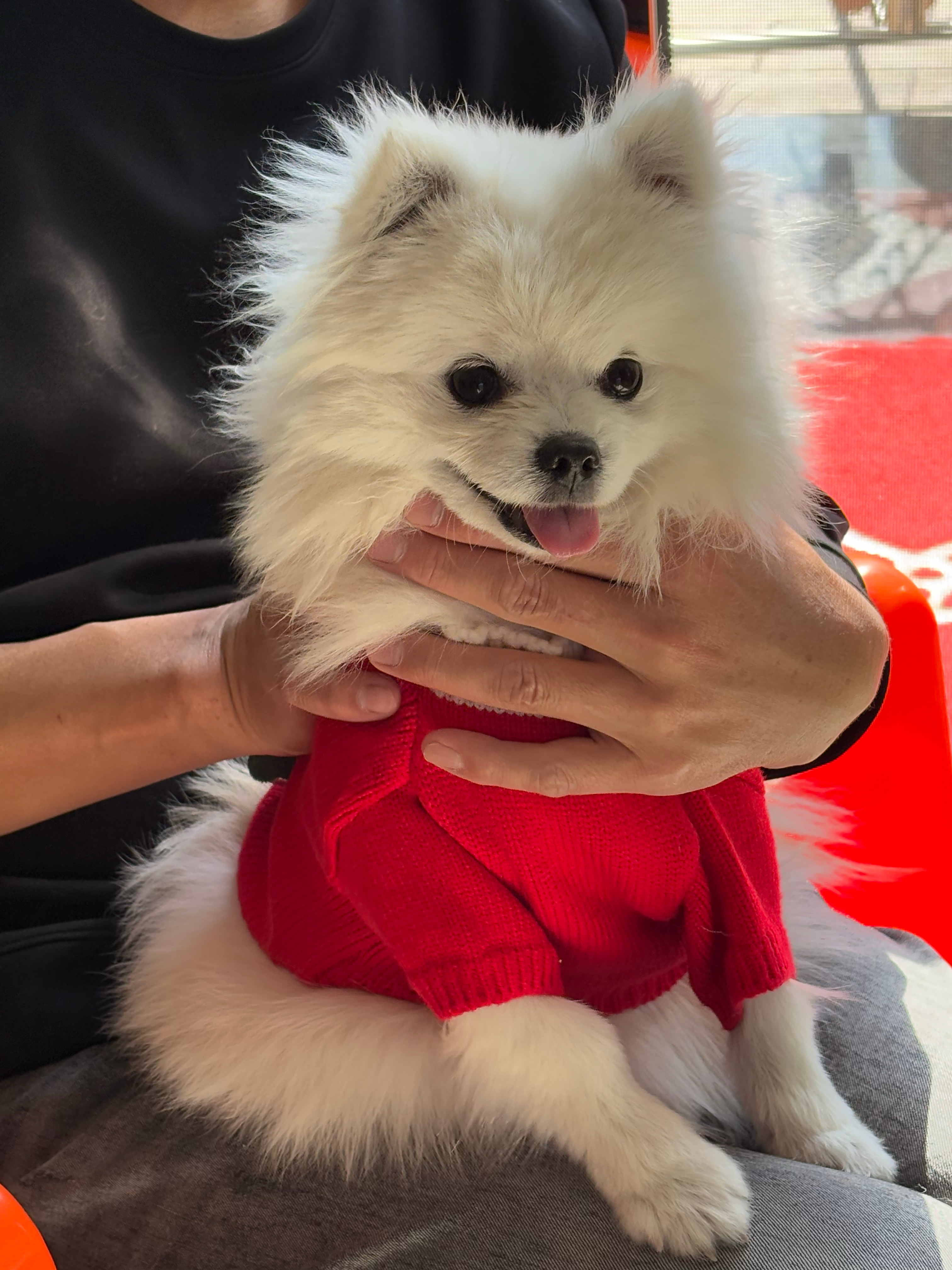 啊爱脱衣服的小狗附加一张美甲  