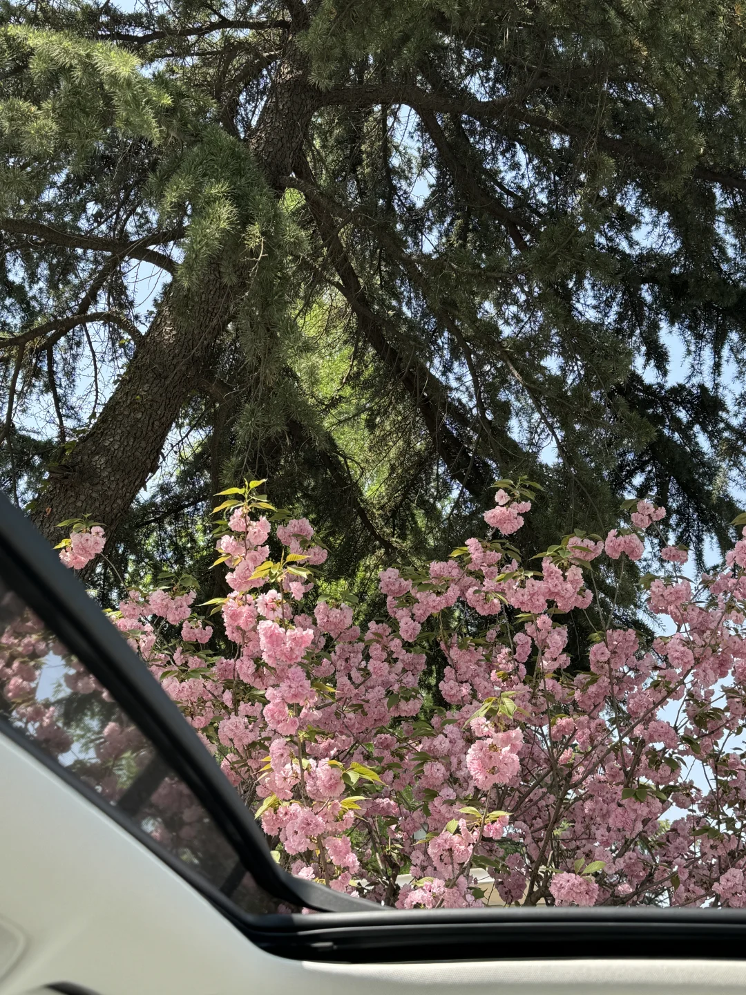 扬州colorwalk🌷｜纯电CLA解锁花漾春日浪漫
