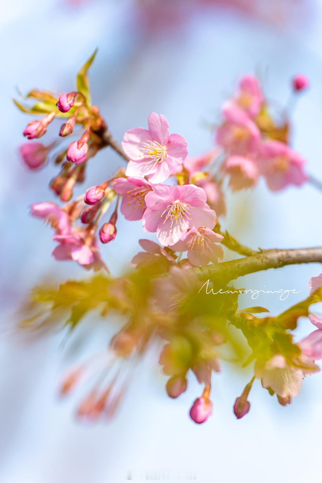 女神节快乐🌸春风十里，不如你！妇女节春日自驾图鉴夸夸每一个她 ​​​