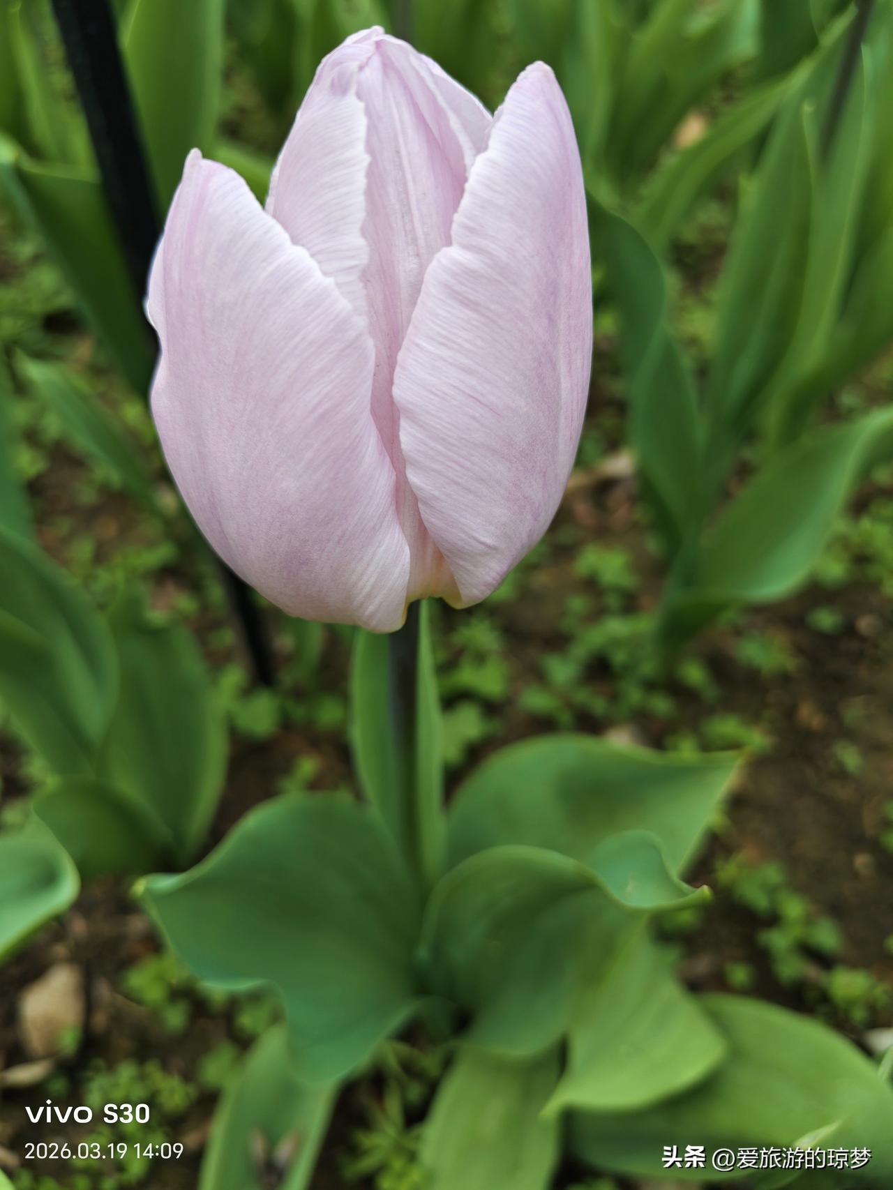 春日生活打卡季