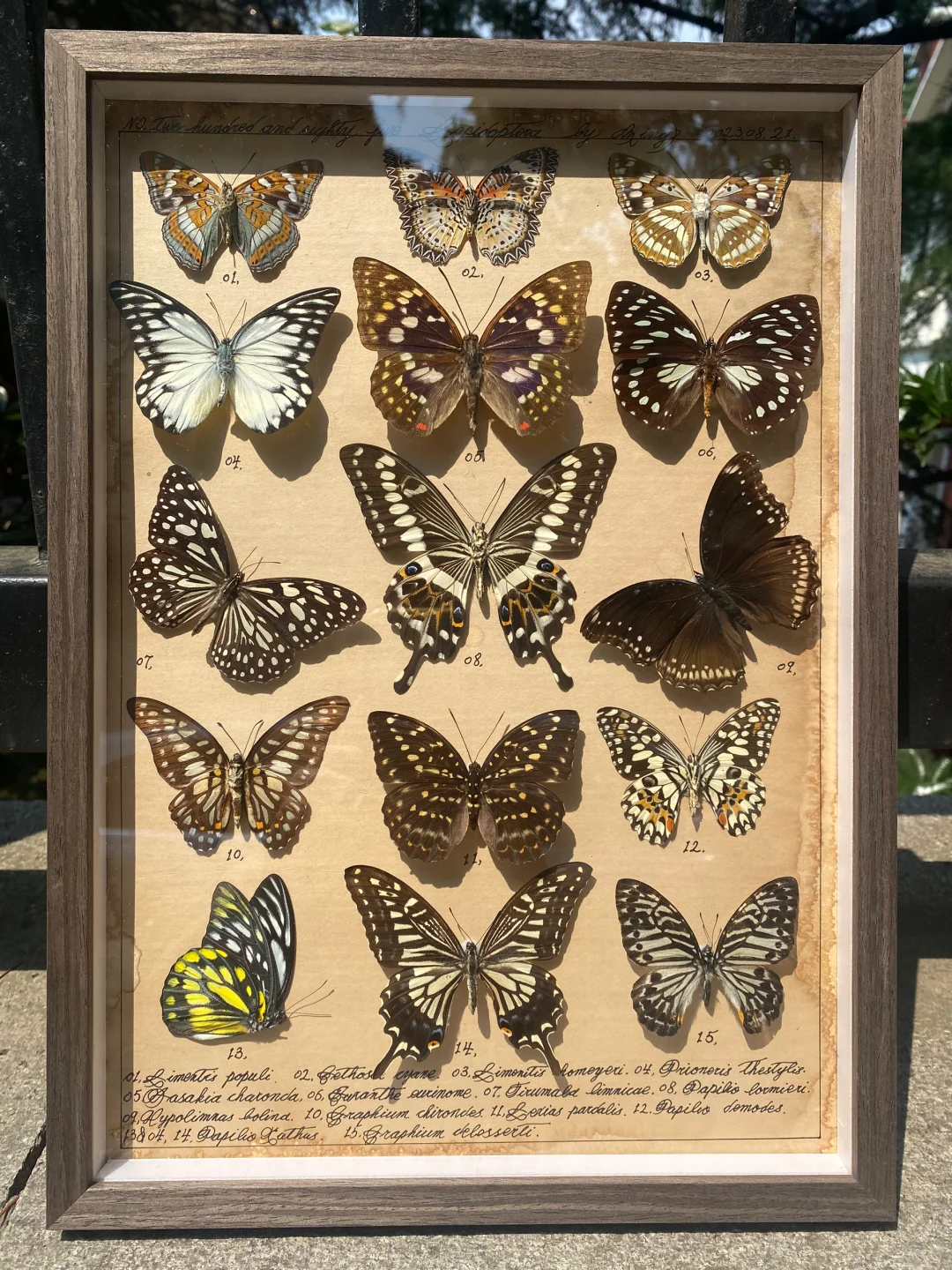 星星点点蝴蝶标本图鉴一幅