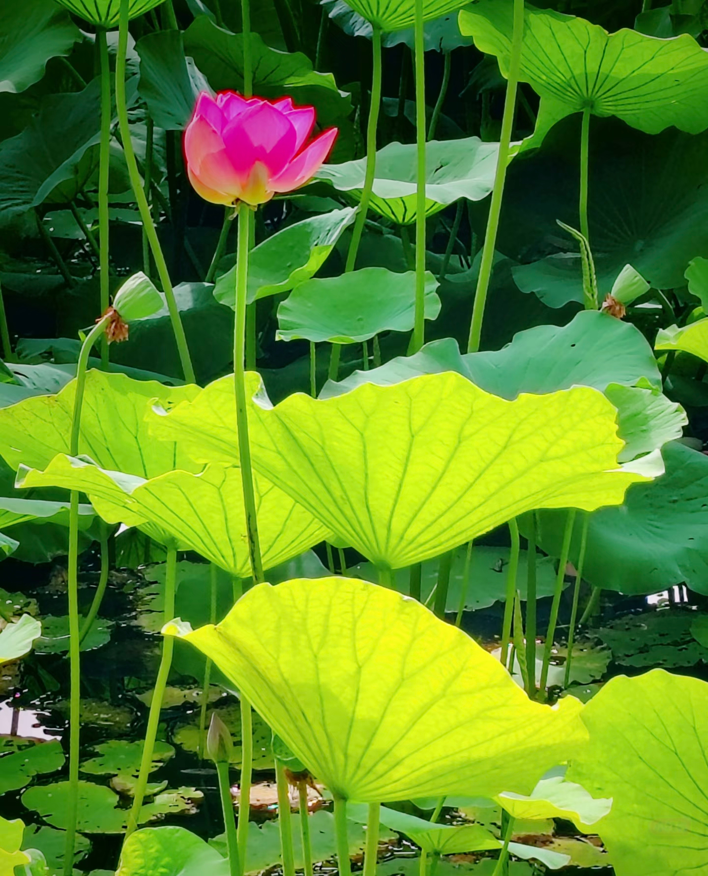 每日一善‎每日一善 山顶的风，永远不与谷底的尘埃作战。人也一样，内心有了力量，就
