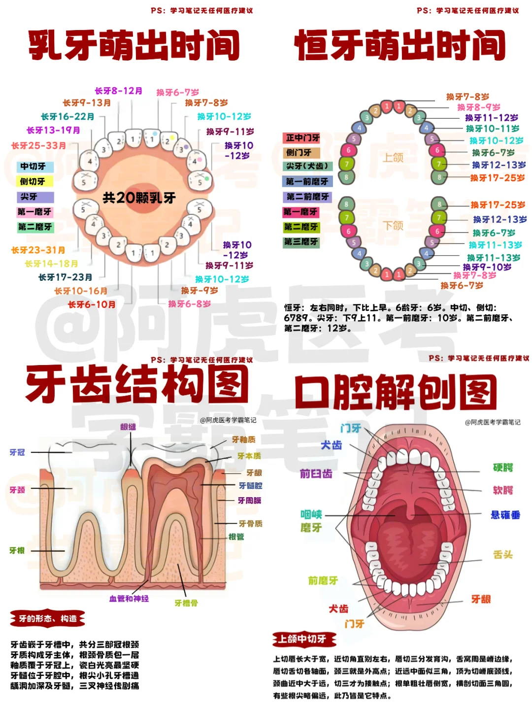 医学生笔记📒：口腔相关知识点👆