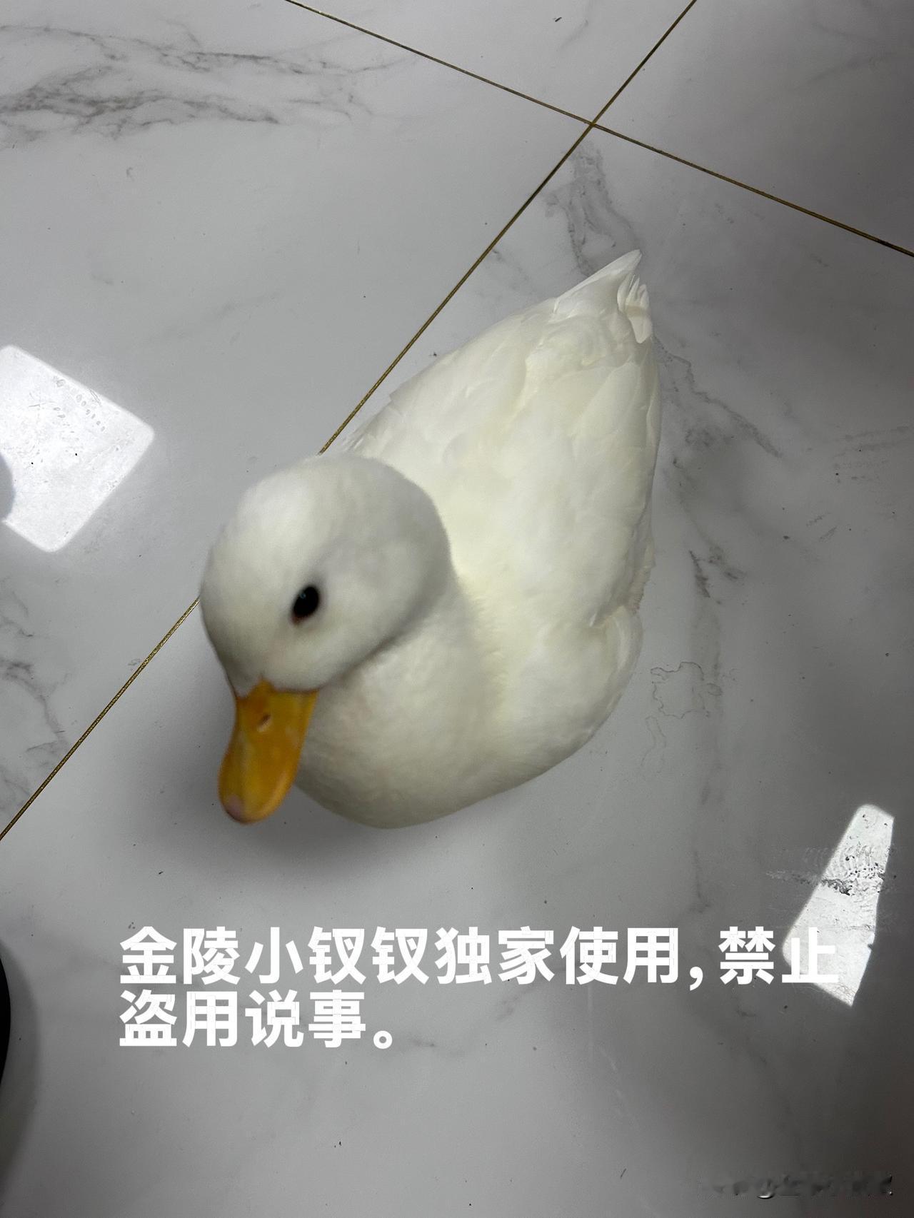 远嫁鸭子

前一阵去威海小住，车刚开出小区大门，我突然高喊一声：鸭子忘带了。
