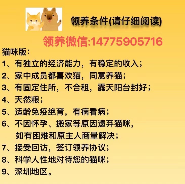 亲亲陈端端。。深圳领养
