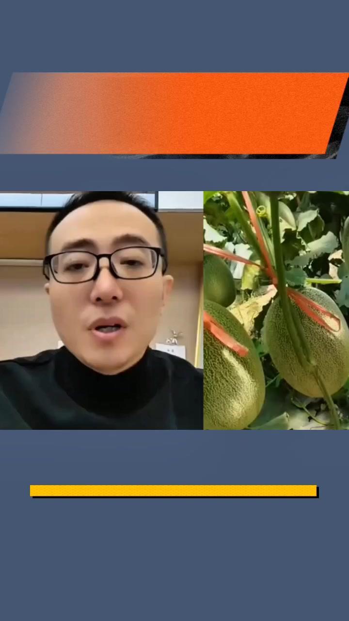 怎么让哈密瓜叶片又大又厚还不徒长？🍃种哈密瓜的都知道，叶片又大又厚才健康，可太