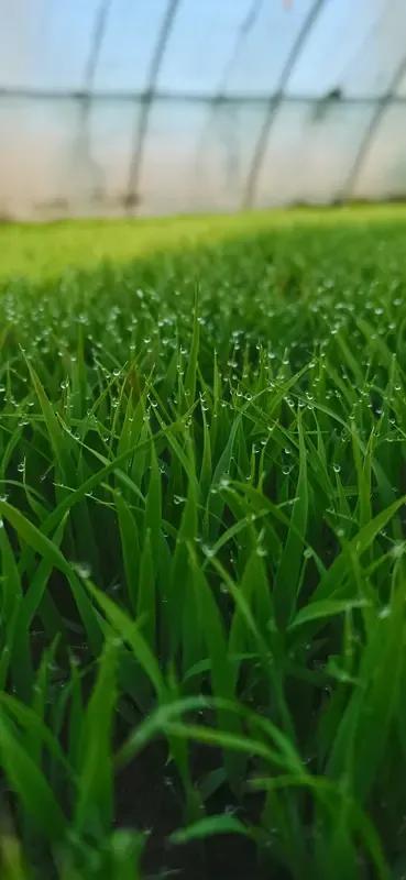 出上：寒风卷走千树叶，
对下：细雨催高万棵苗。