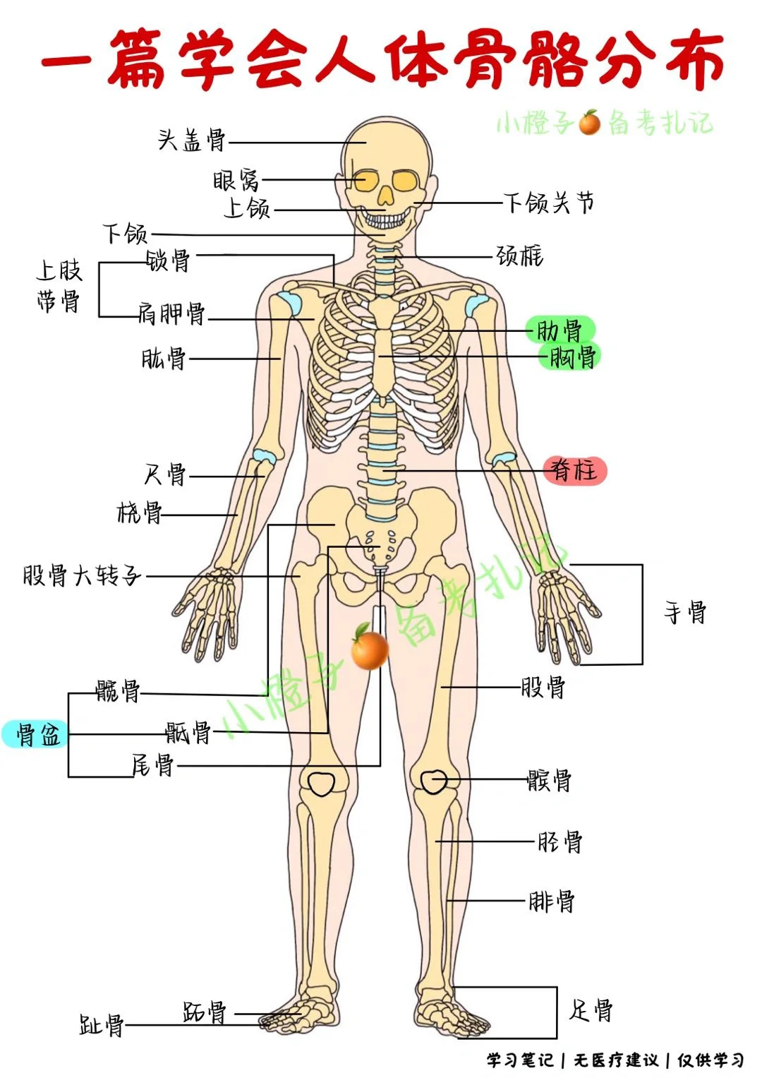 📖学习笔记｜一篇学会人体骨骼分布✅