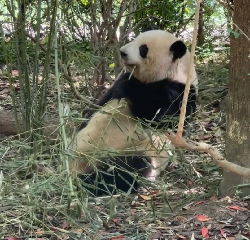 这只自带 “柔光滤镜” 的顶流女明星，把竹林干饭玩成了治愈系大片，每帧都透着温柔