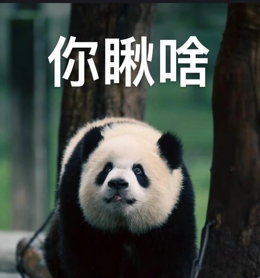 有枣没枣，先打一杆子再说！
我也不知道这个活动自己参加成功没有？反正天天都在和条