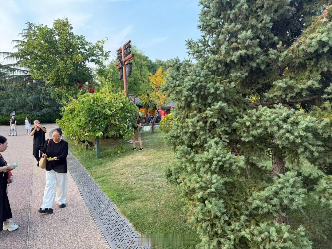 坐标大唐芙蓉园，游客把装饰绿化用的葡萄全部摘走吃掉，最令人诧异的是，葡萄梗葡萄皮