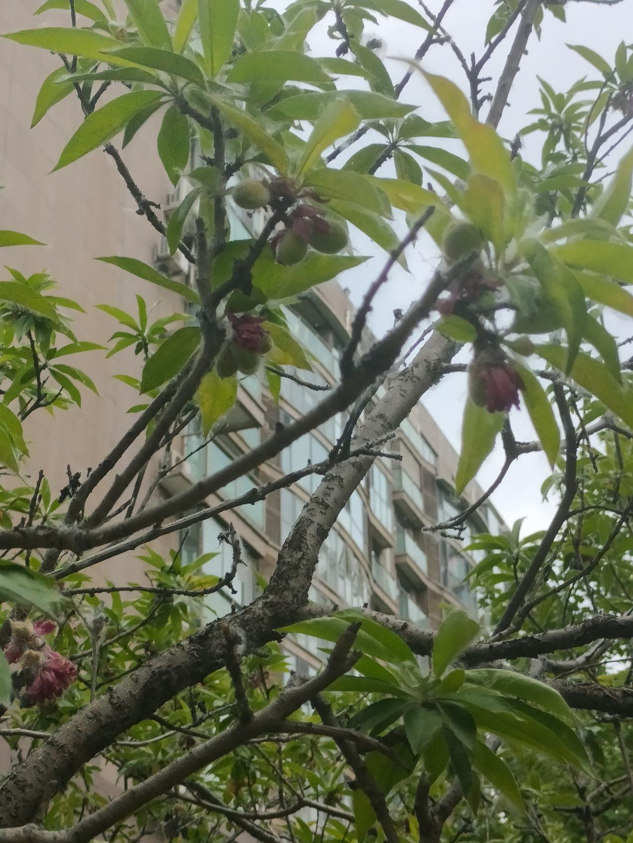 分享几张好看的手机壁纸我喜欢绿植、天空、花树，用用这样的景色做手机壁纸，既有故事