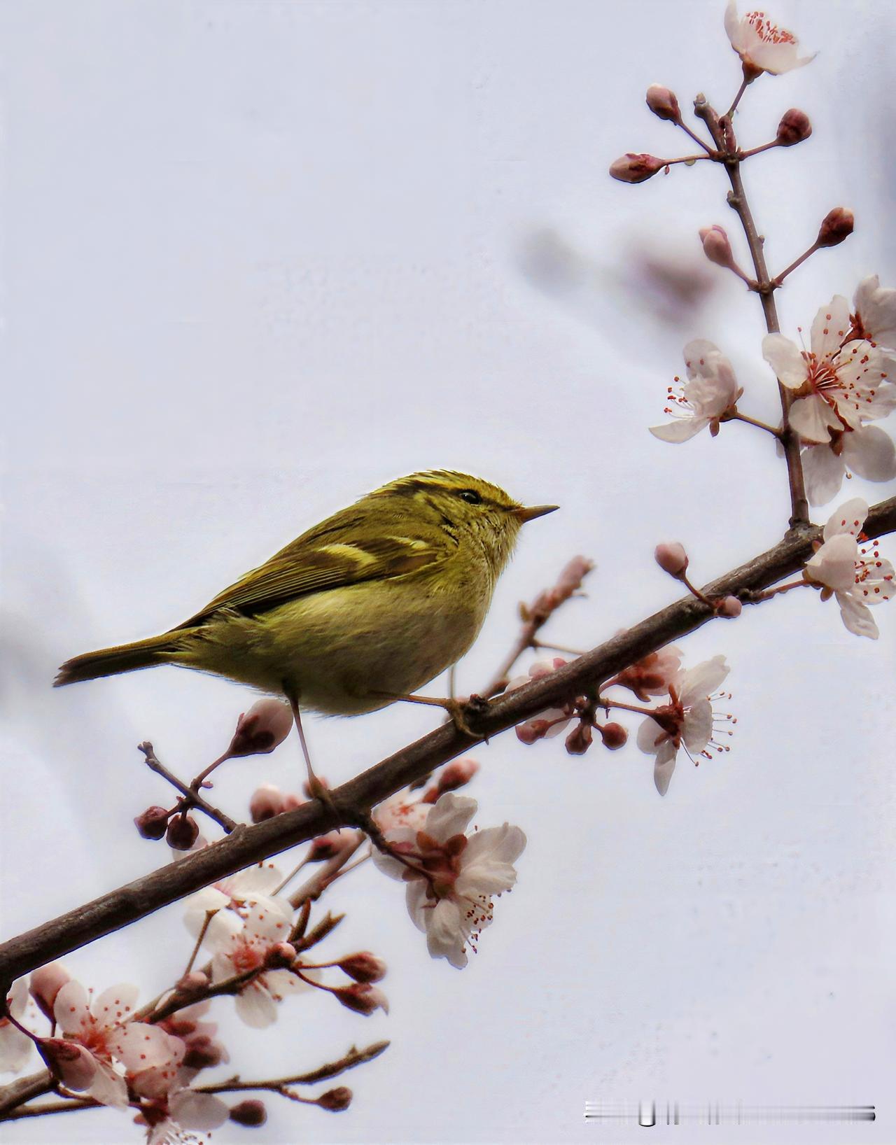今年春天最想实现的心愿躺下就睡吃嘛嘛香