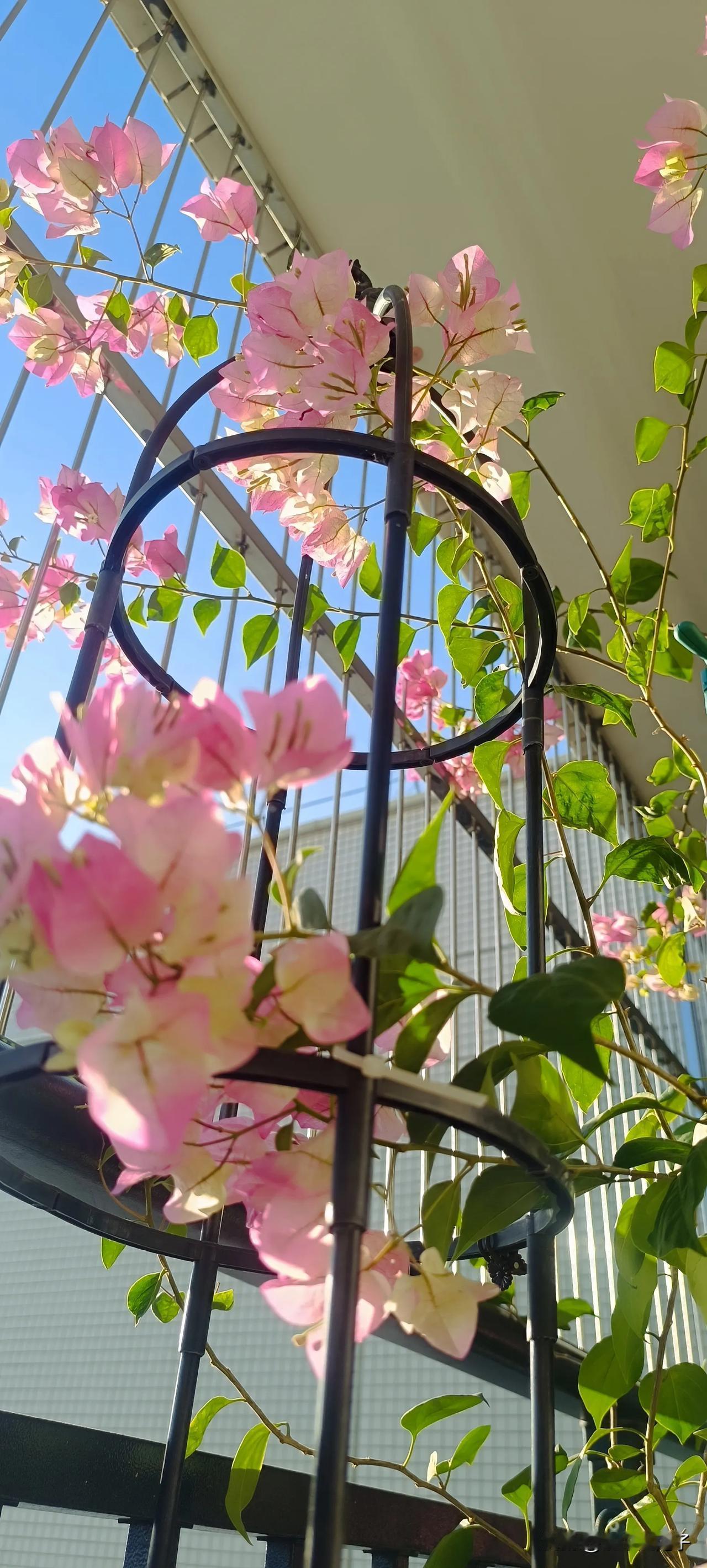 你家的三角梅长势怎么样呢?
绿樱终于上色了，长得张牙舞爪的，怎么修剪才更好看？