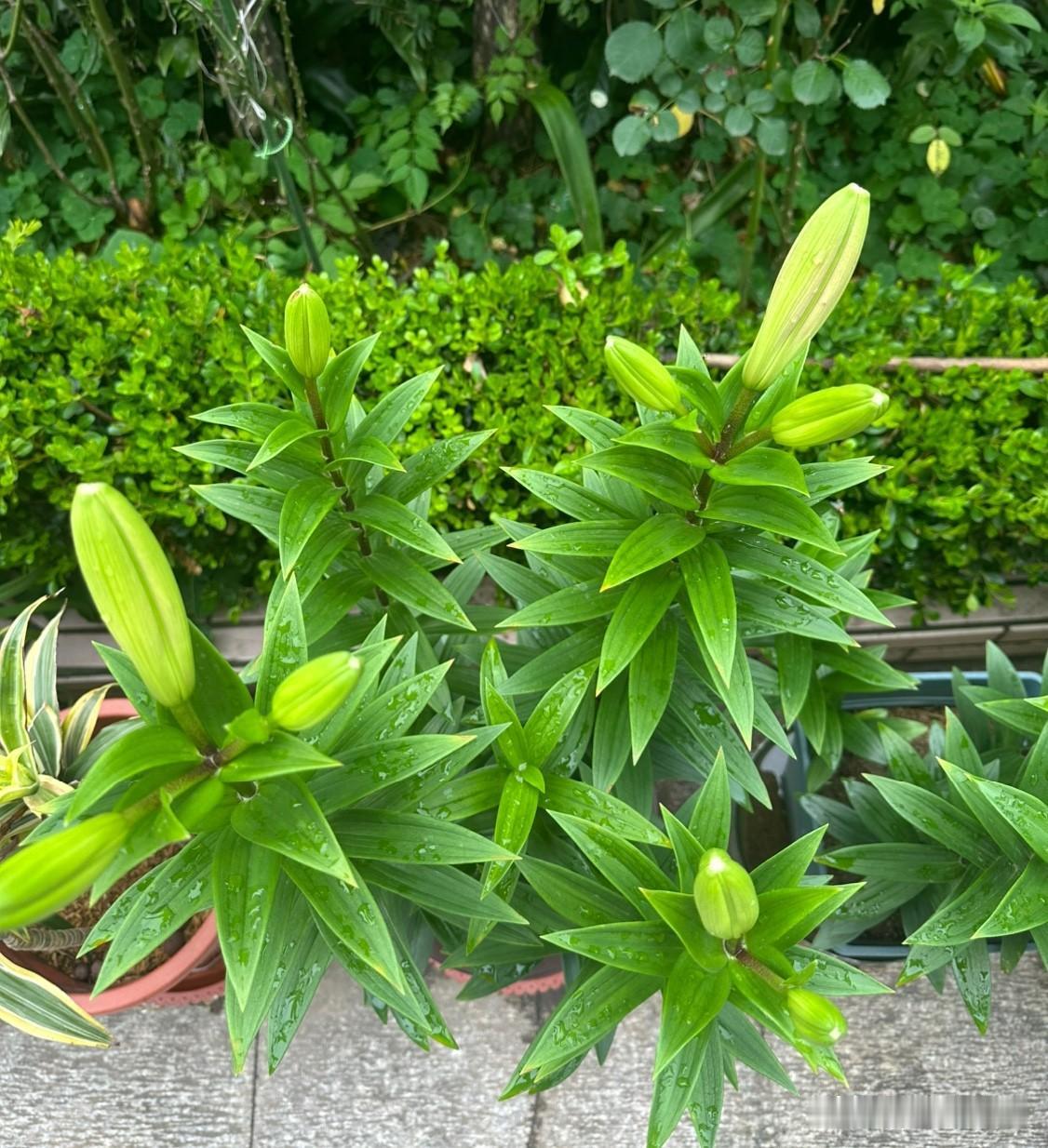 家里的绿植慢慢冒出花苞，日子也跟着变得温柔起来。