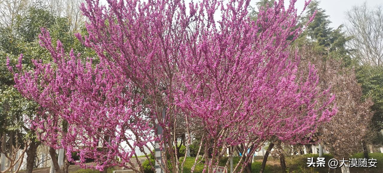 不负春光，大山坡之游！