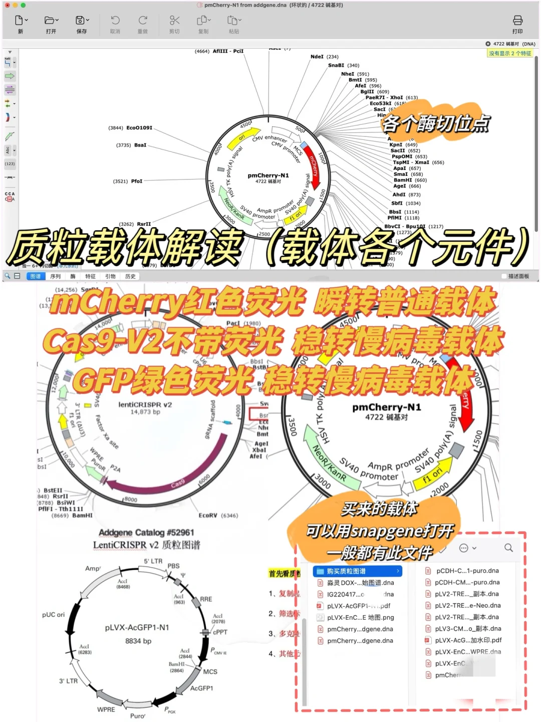 质粒载体解读（Cas9,慢病毒载体，普通载体