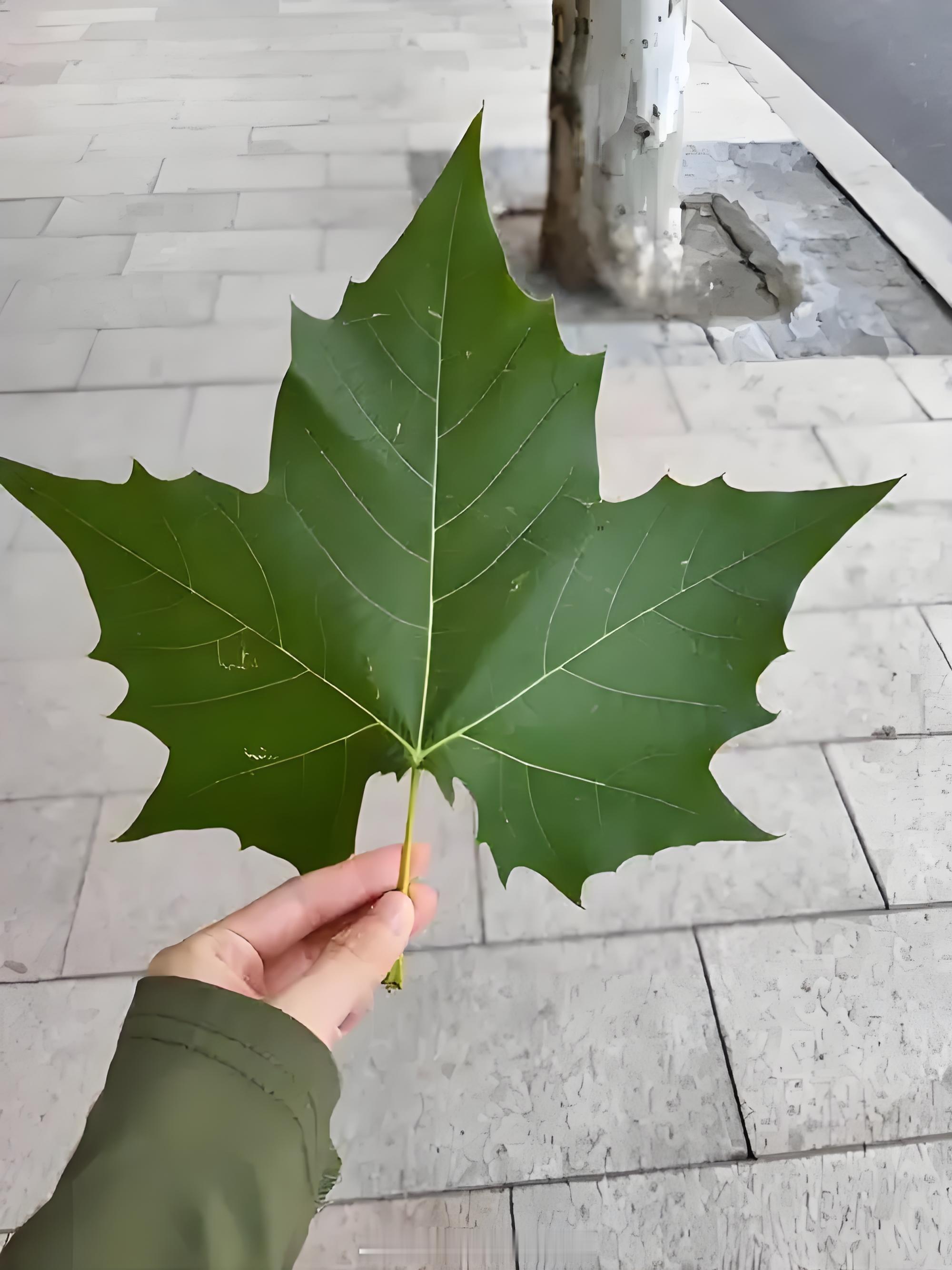 美国吸毒人群在街头无意识扭动身体大家发现了没有，一些人开始把烟和叶子相提并论了！