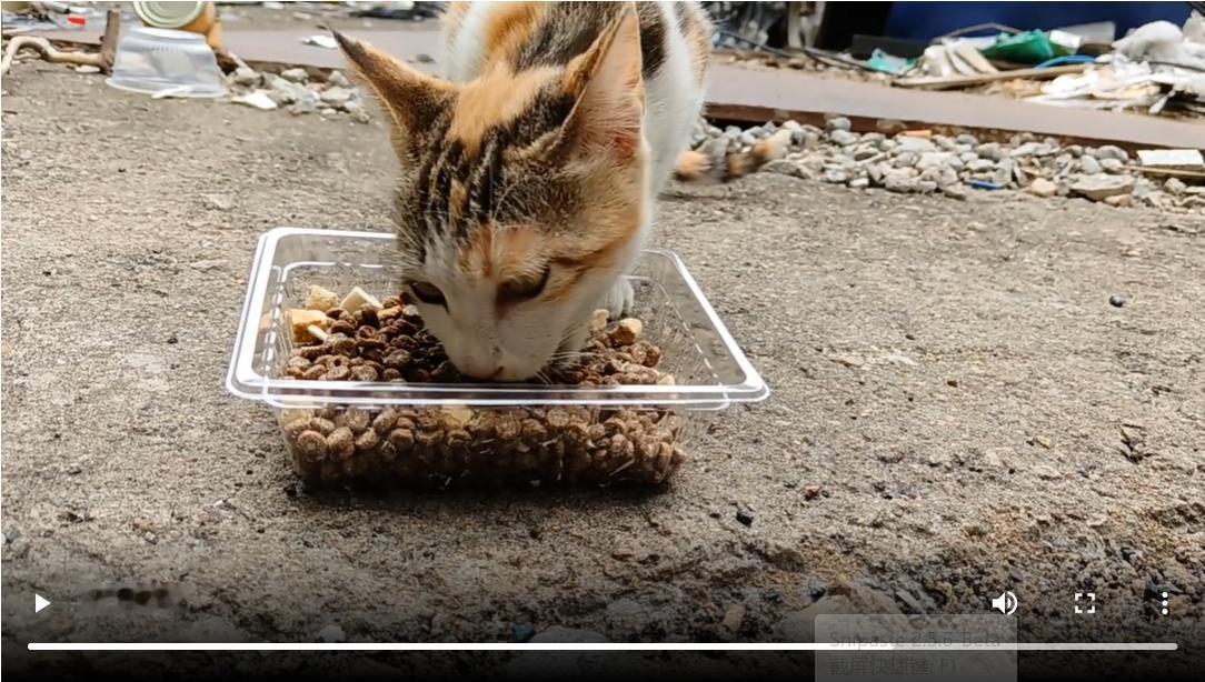 昨天带着猫粮、罐头去附近喂了流浪三花一家。

我与这家猫认识，始于2024年平安