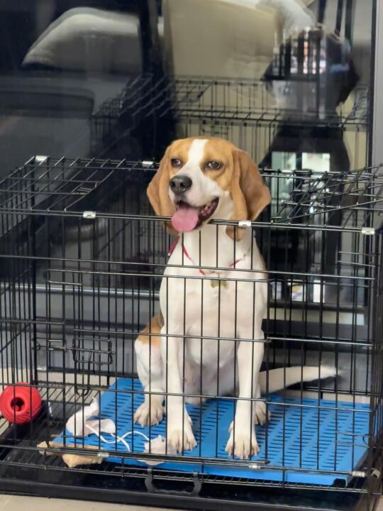 作为比格犬，连这么矮的笼子都跳不出来