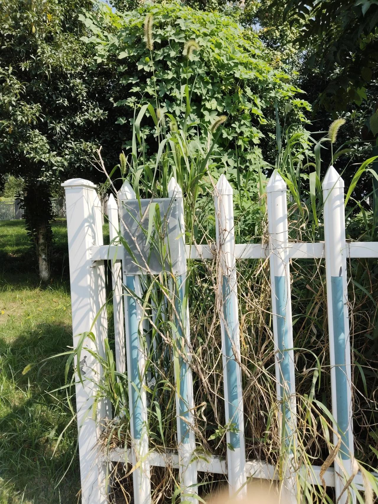 漫步杭州街头，忽然发现电柜房护栏内的“狗尾巴草”，竟然长有2米多高。

长在大树