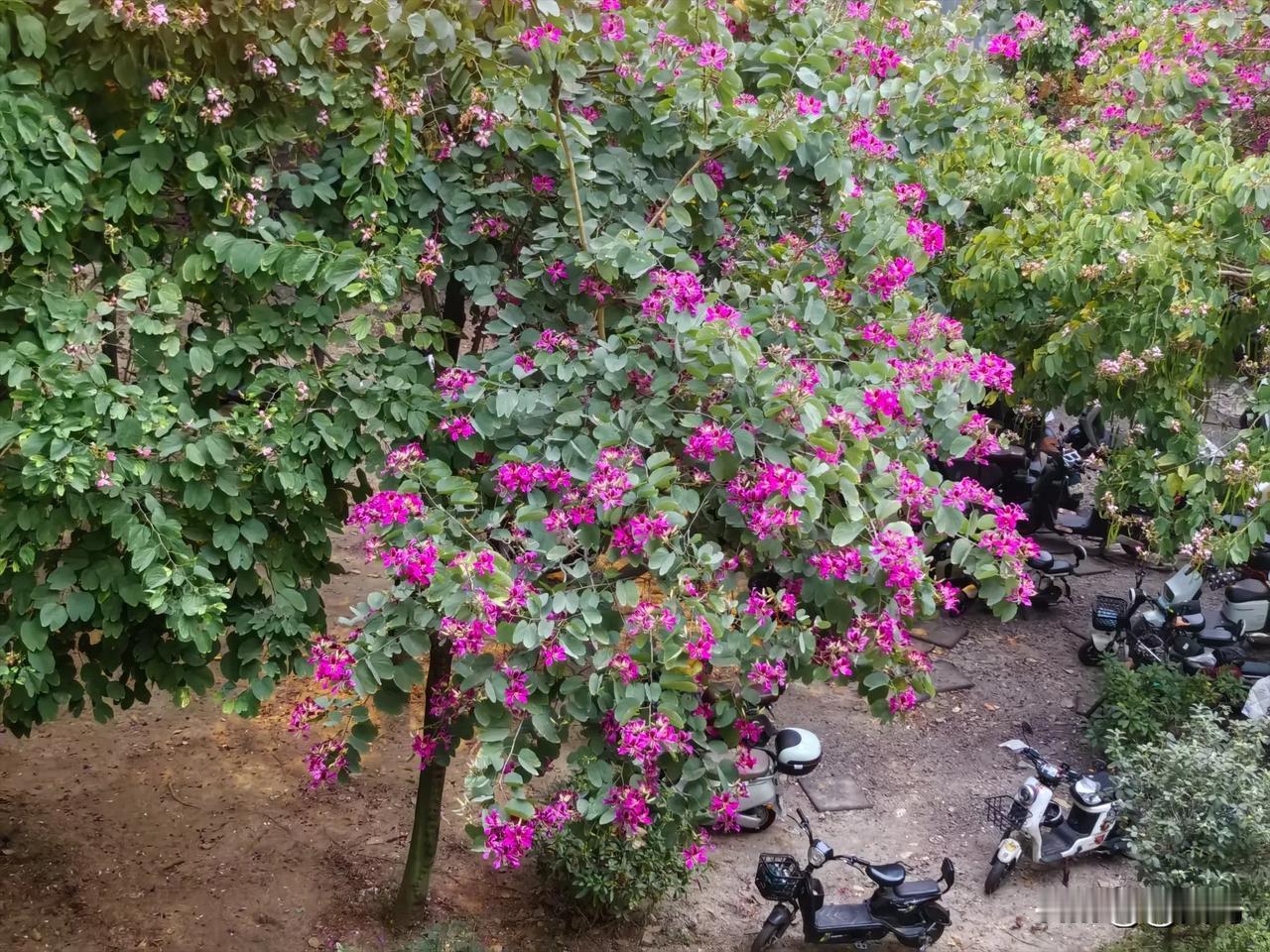 随手拍的花树

从桥上往下拍了这棵树，繁花满枝，姿态绰约，疑似异木棉，却又不敢断