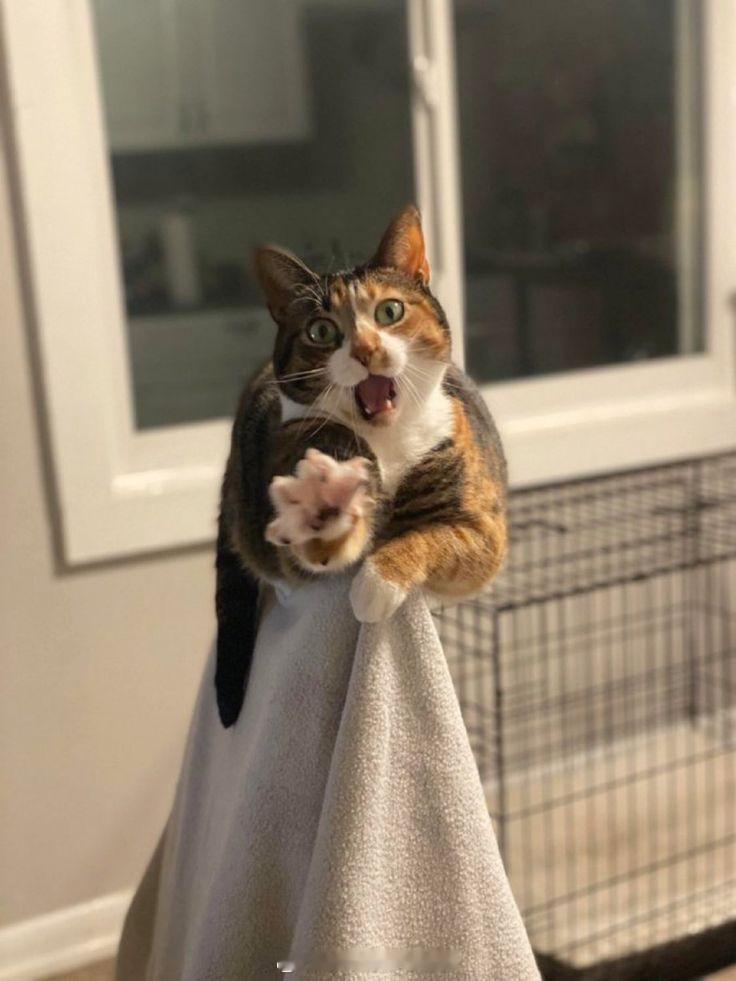 “等一下！猫罐头还有最后一口！” ​​​